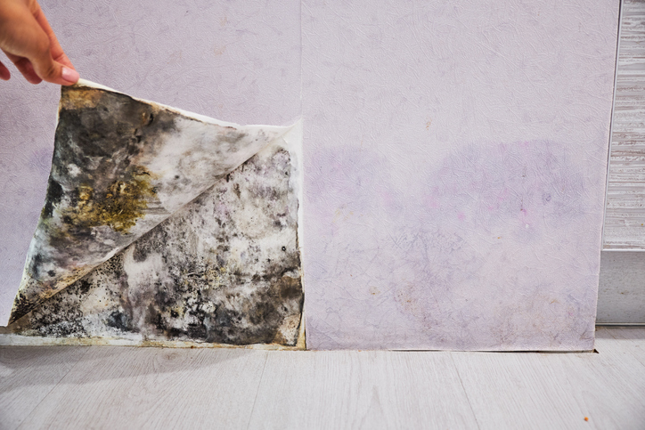 Mold