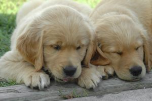 Two puppies